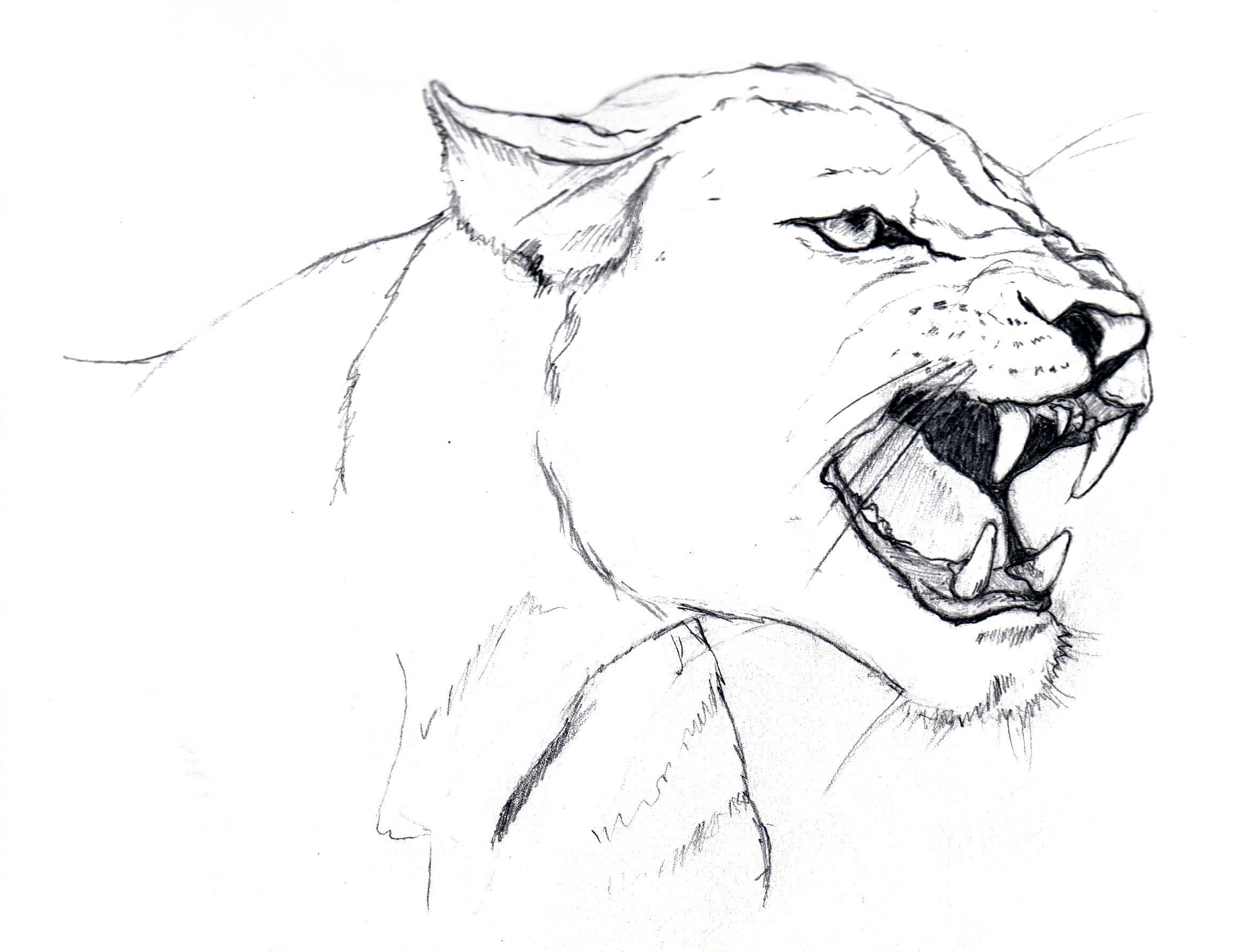 2349x1779 Lioness Coloring Pages