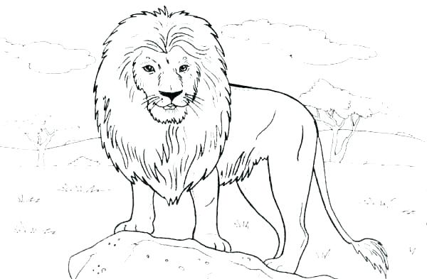 600x393 Lion Coloring