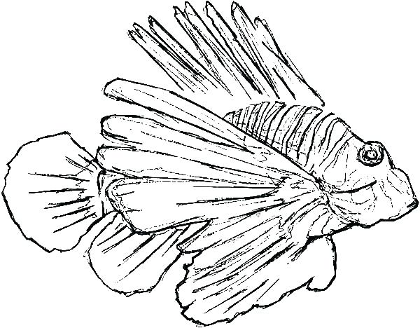 600x468 Lionfish Coloring Page Coloring Page Coloring Page Pacific Native