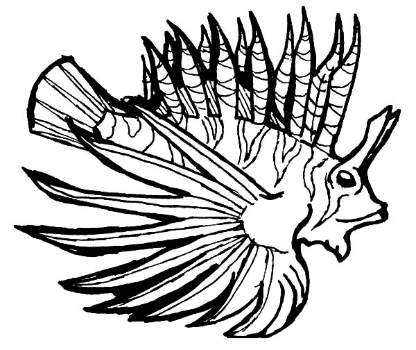 600x504 Lionfish Open Mouth Wide Coloring Pages Batch Coloring