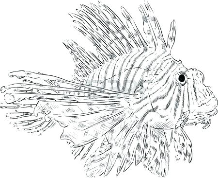 450x366 Coloring Lionfish Coloring Page Vector Isolated On Background