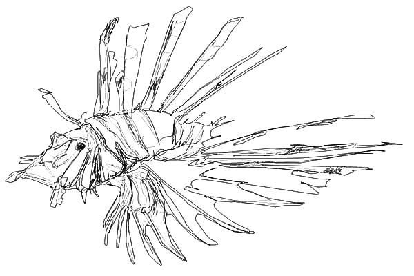 600x400 Hungry Lionfish Coloring Pages Batch Coloring