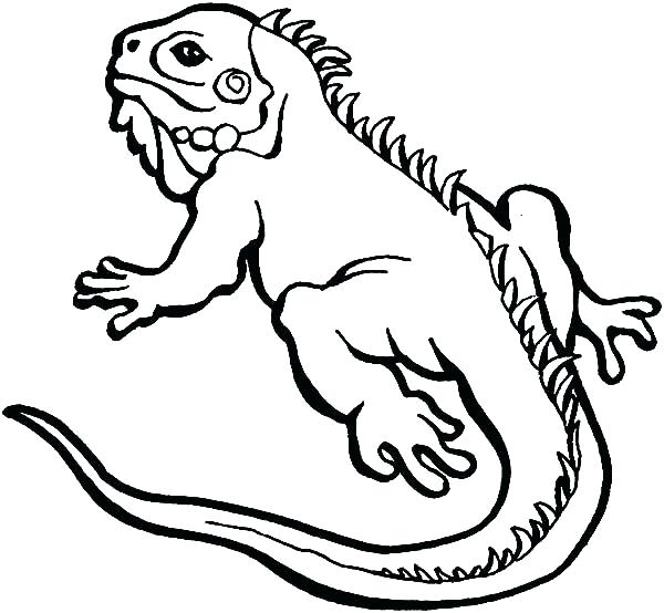 600x554 Horned Lizard Coloring Page Coloring Home Reptile Coloring Sheets