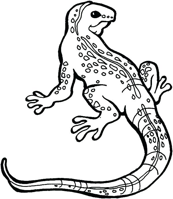 600x690 Lizard Coloring Pages Giant Salamander Lizard Coloring Pages