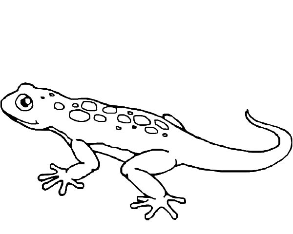 600x480 Lizard Coloring Pages
