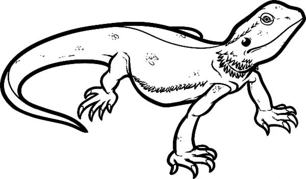 1024x601 Lizard Coloring Pages To Print Best Of Lizards Coloring Pages Free