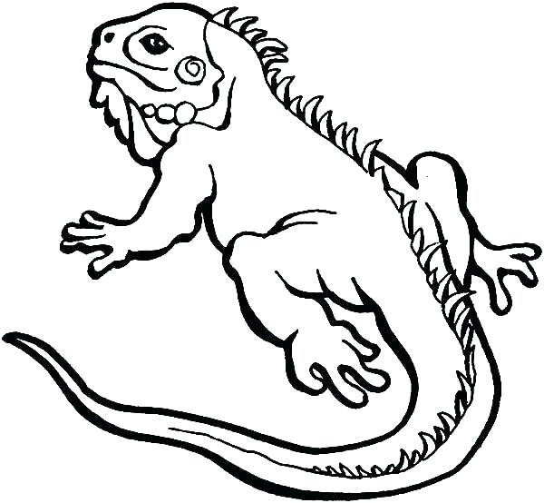600x554 Astonishing Iguana Coloring Pages Iguana Coloring Page Baby Alpha