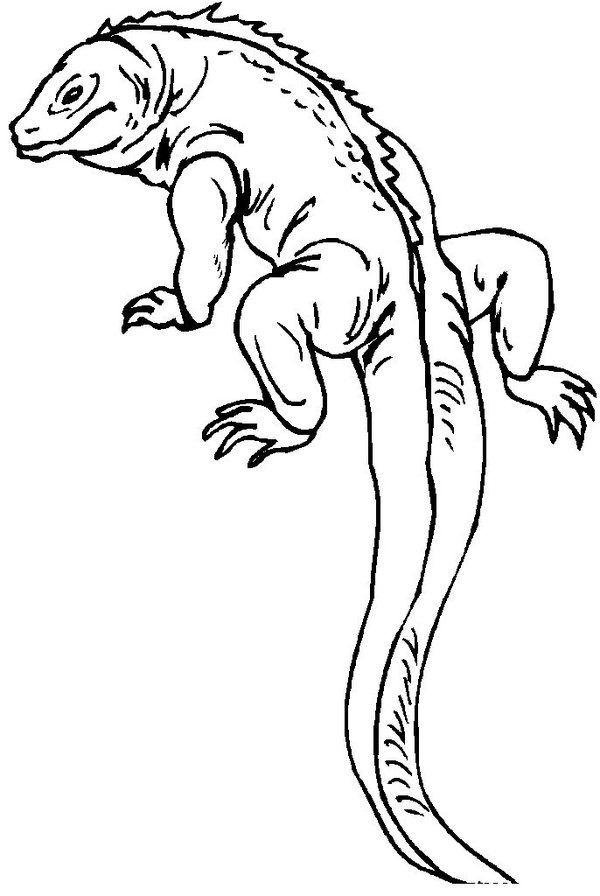 600x896 Printable Lizard Coloring Pages Coloring Me