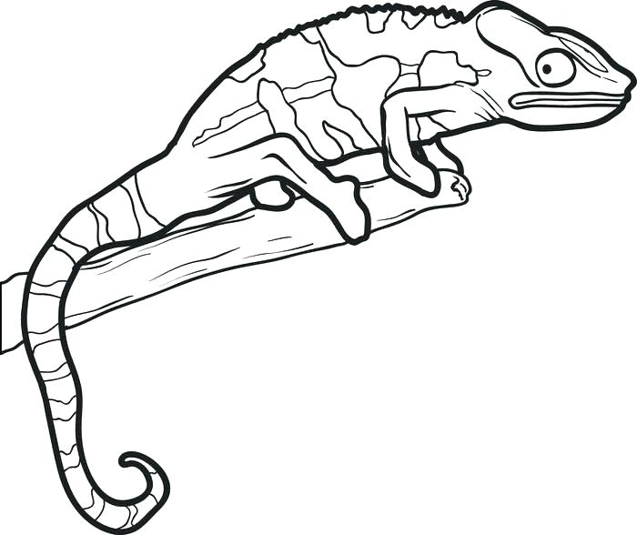 700x588 Reptile Coloring Page Reptile Coloring Pages In Addition To Lizard