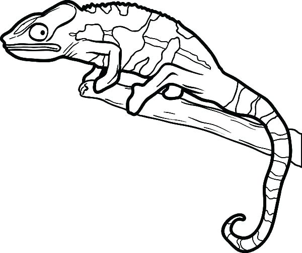 600x504 Reptile Coloring Pages Reptile Coloring Pages As Well As Free