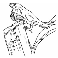 230x230 Top 10 Free Printable Lizard Coloring Pages Online