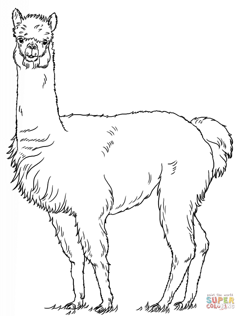 824x1082 20 Llama Coloring Page Pictures Free Coloring Pages