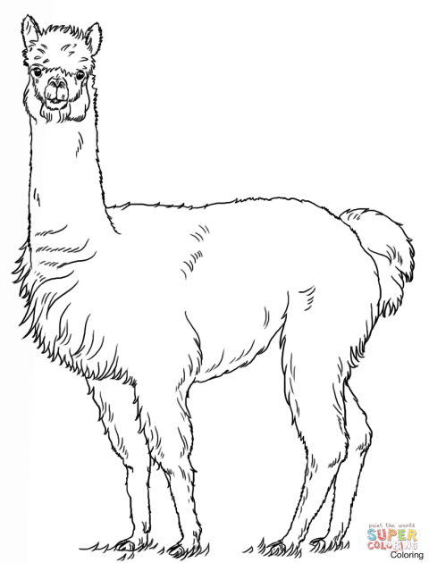 480x630 Coloring Pageslama Page Free Printable Picture Hd Book Simple