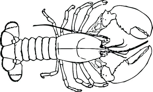 590x354 Lobster Coloring Page Luxury Outline 4 Buoy 6822 Prixducommerce