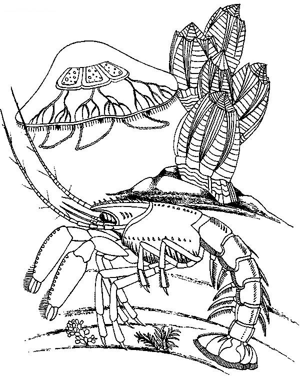 600x756 Jellyfish And Lobster Coloring Page