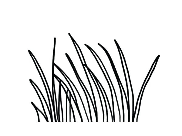 600x450 Grass Coloring Pages Prepossessing Grass Coloring Long Grass