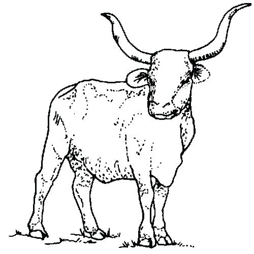 500x500 Texas Symbols Coloring Pages Symbols Coloring Pages State Symbols