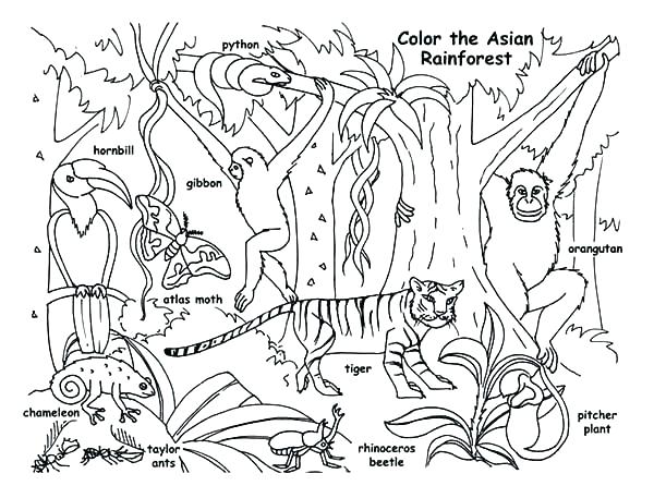 600x457 Orangutan Coloring Pages Orangutan Colouring Sheets