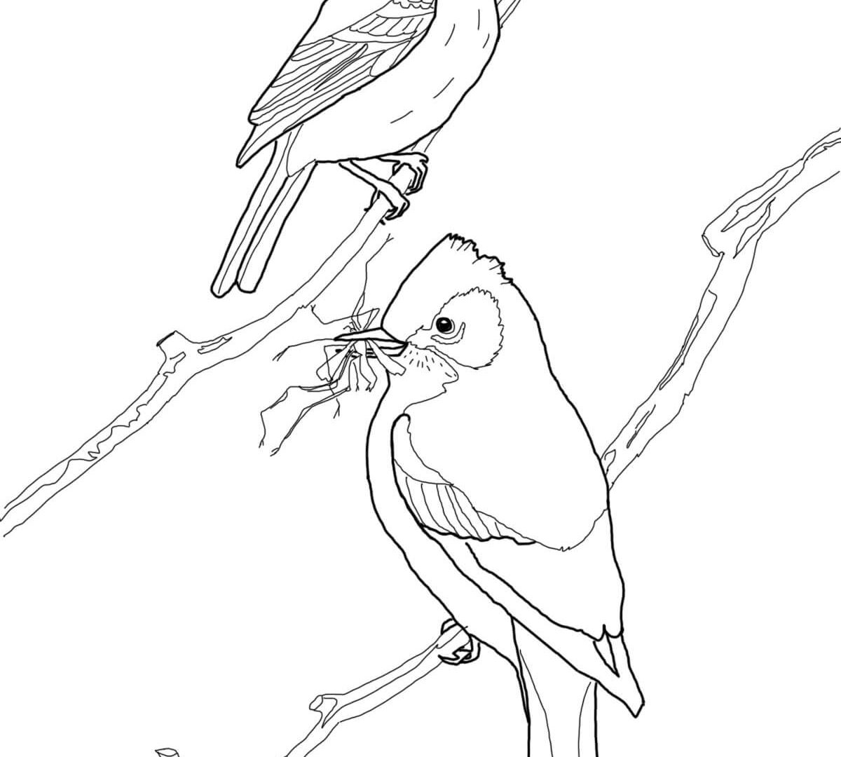 Loon Coloring Pages