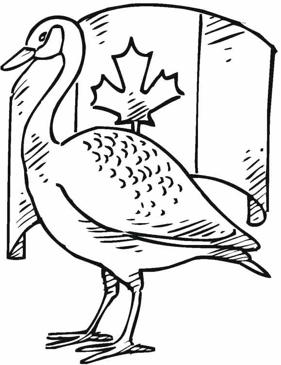 579x751 Loon Coloring Page Common Loon Loons Birds Coloring Pages Free