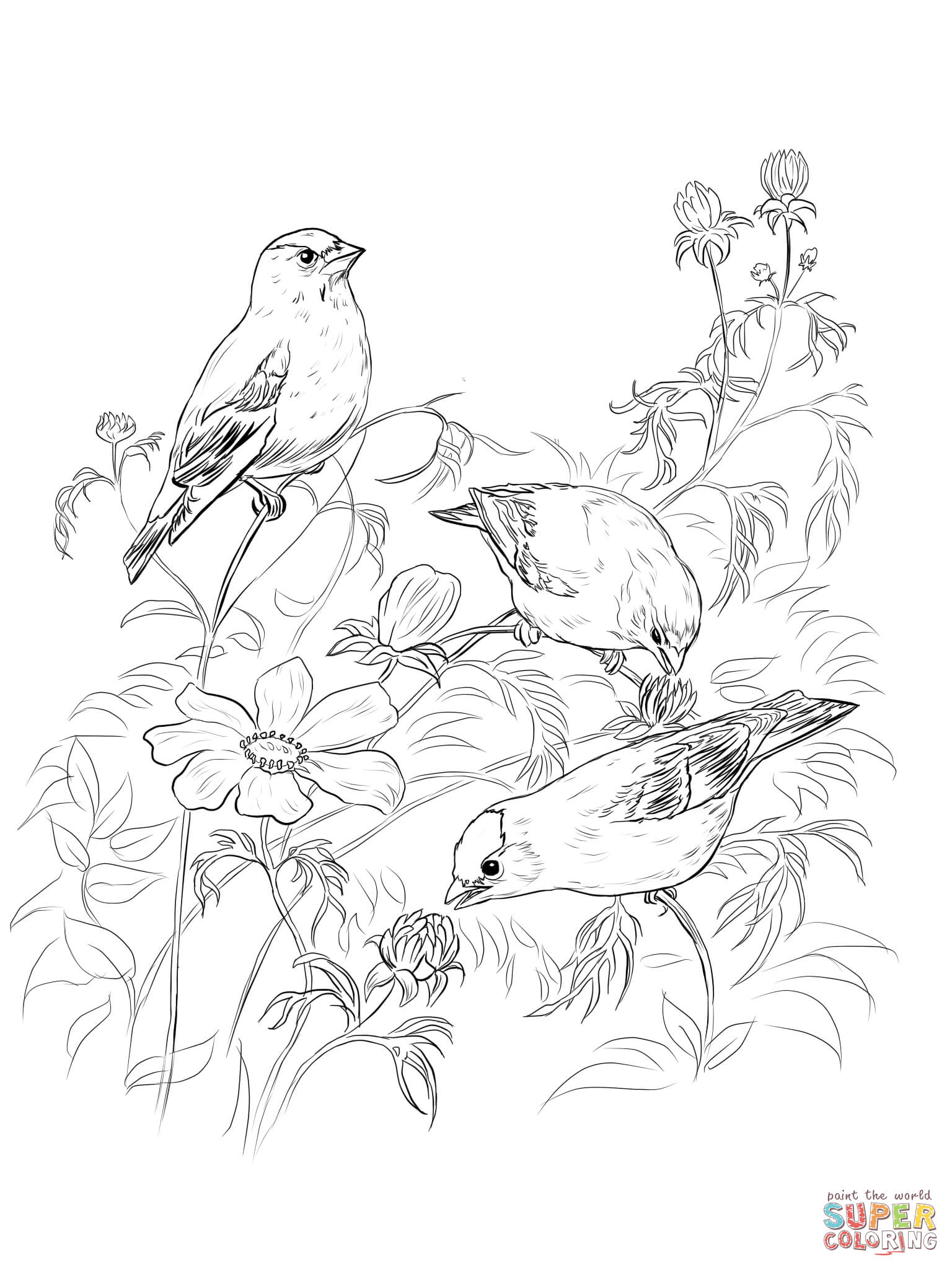 1536x2048 Coloring Loon Coloring Page