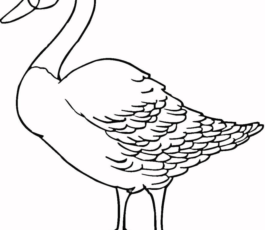 1033x900 Coloring Loon Free And Friends Page Animals Sheets Colorng Book
