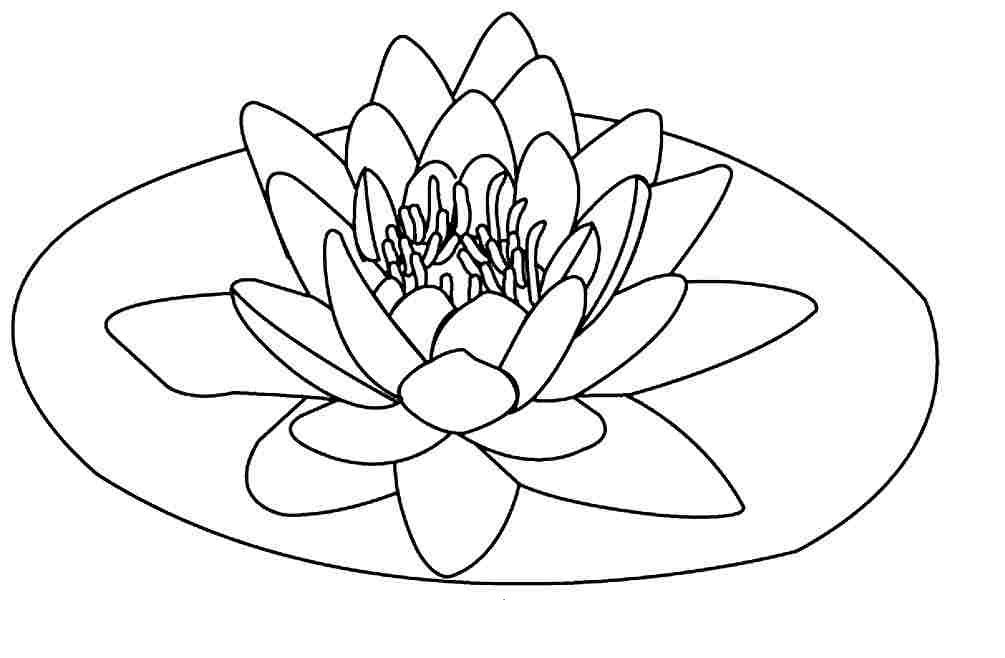 1005x658 Free Printable Lotus Coloring Pages For Kids Flower Colors