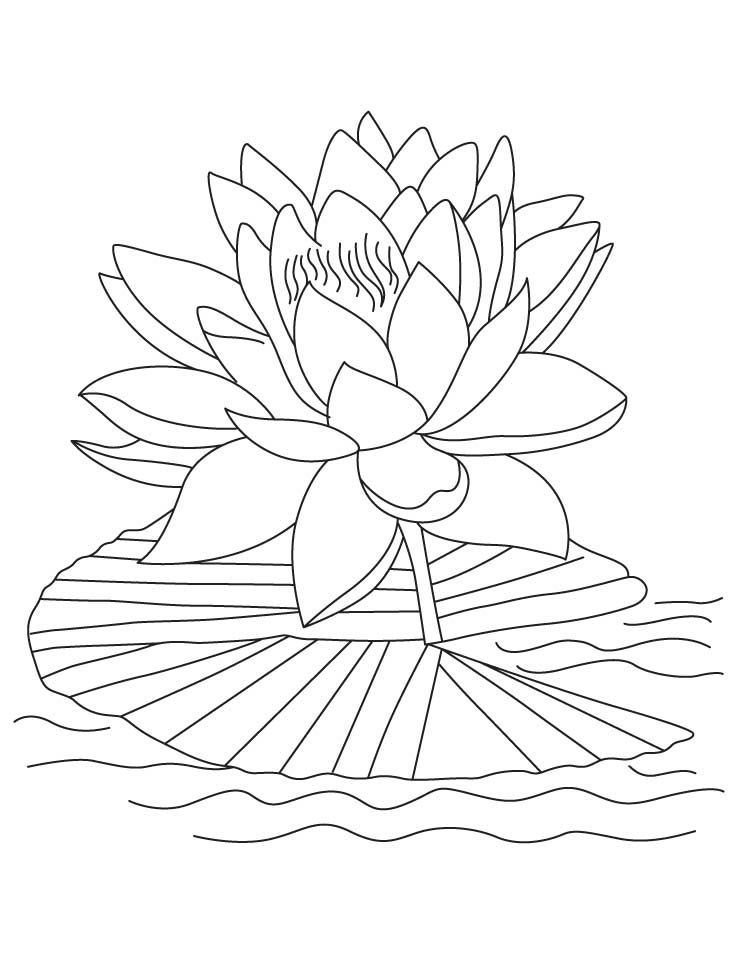 738x954 Free Printable Lotus Coloring Pages For Kids Lotus, Embroidery
