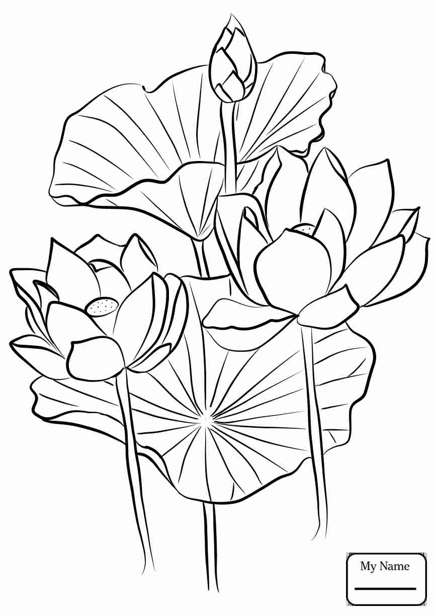 865x1224 Free Printable Lotus Coloring Pages For Kids Unusual Flower