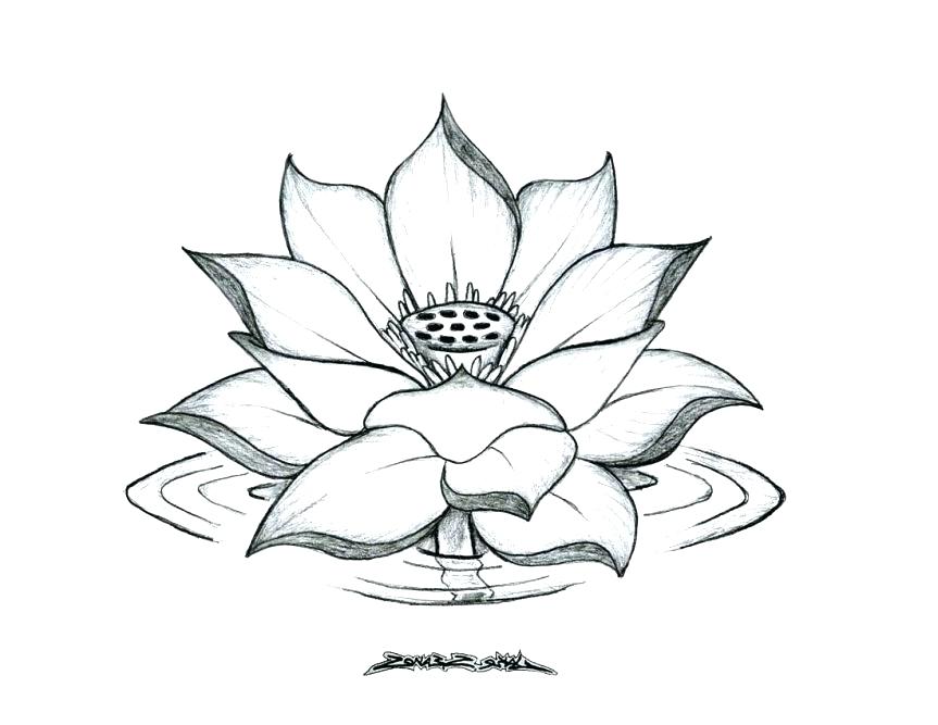 863x667 Lotus Coloring Pages Hand Drawn Adult Coloring Page Print A Lotus