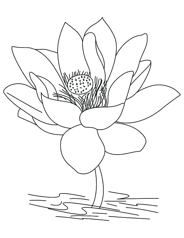 600x776 Lotus Coloring Pages Lotus Coloring Pages Printable Lotus Mandala