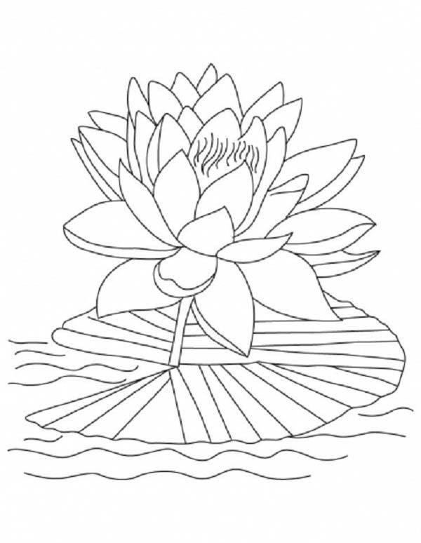 600x774 Lotus Flower, Lotus Flower Reopen And Bloom Coloring Page