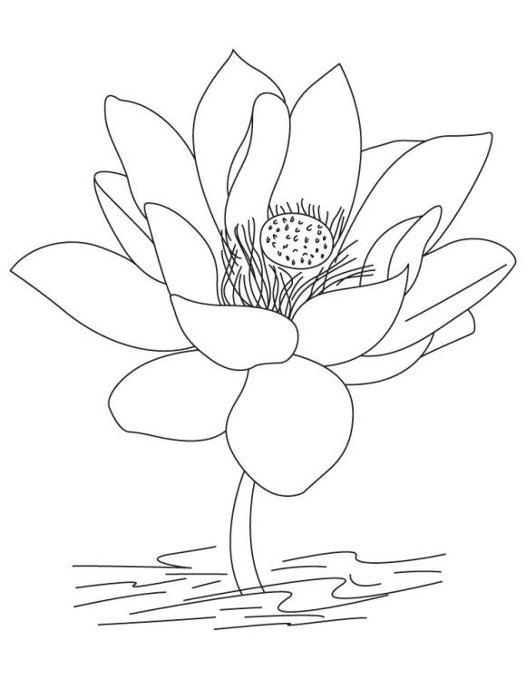 580x749 Lotus Flower Coloring Pages Designs Lotus Flower