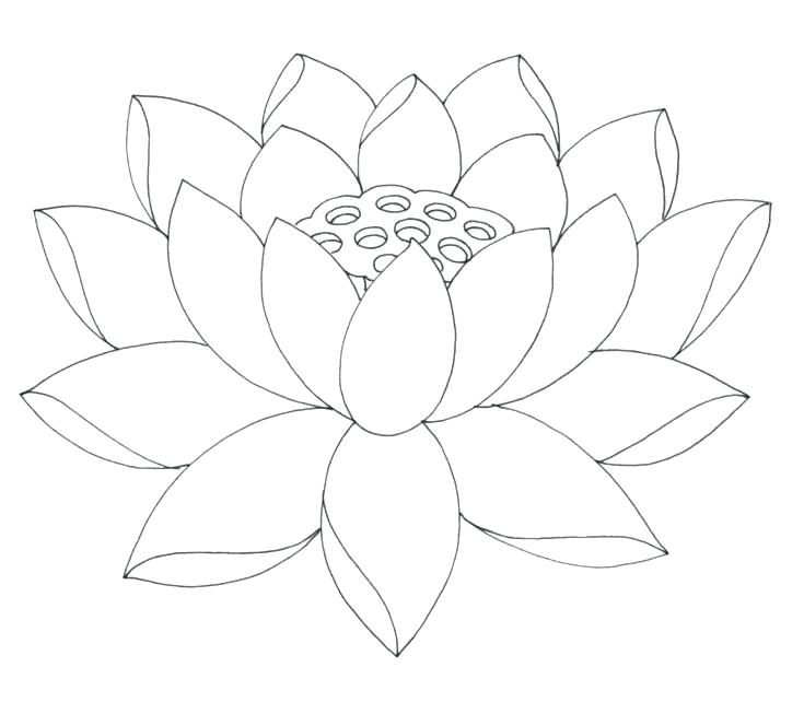 735x642 Coloring Pages Lotus Flower Coloring Page Mandala Lotus Coloring