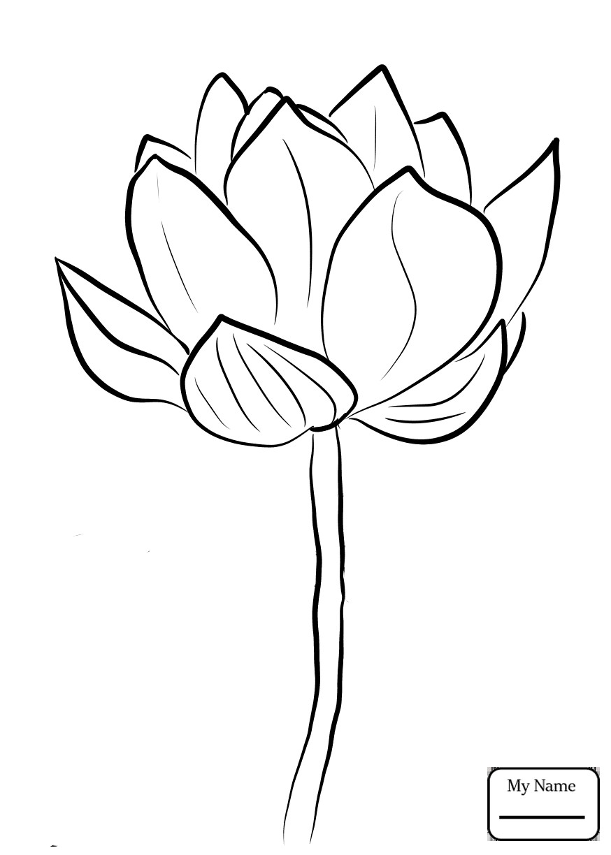 874x1224 Coloring Pages Of Lotus Flowers Fresh Lotus Flowers Lotus Blossom