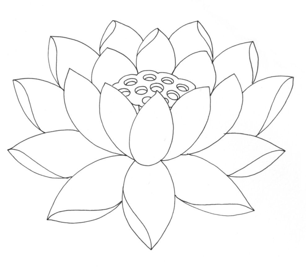 988x863 Free Printable Lotus Coloring Pages For Kids Lotus Flower, Lotus