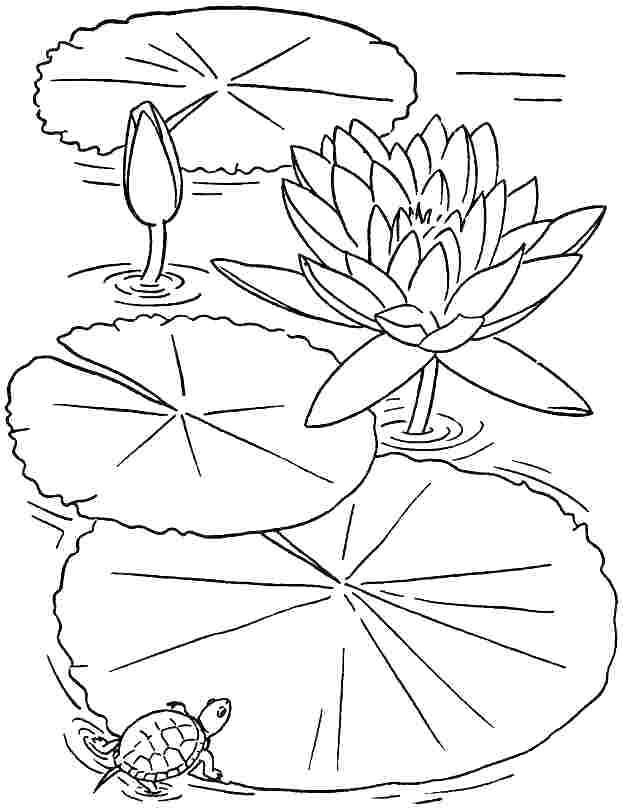 623x809 Lotus Flower Coloring Page As Well As Lotus Flower Coloring Page