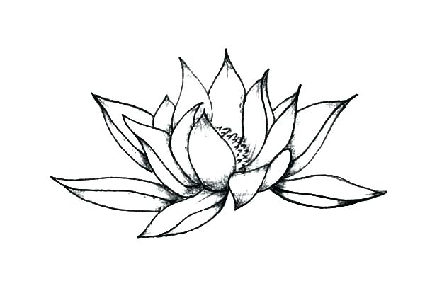 600x404 Lotus Flower Coloring Page Coloring Pages Pencil And Pencil Sketch