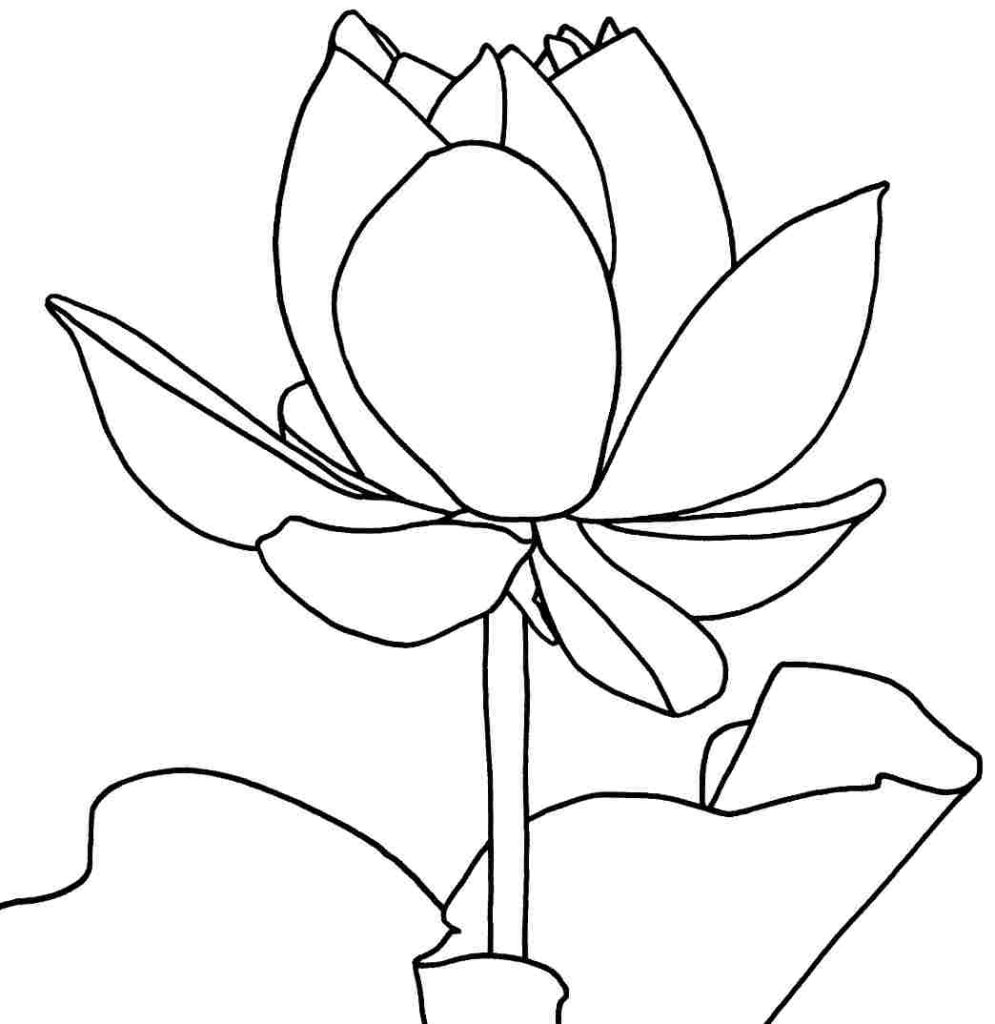 995x1024 Lotus Flower Coloring Page Free Printable Pages For Kids Get Bubbles