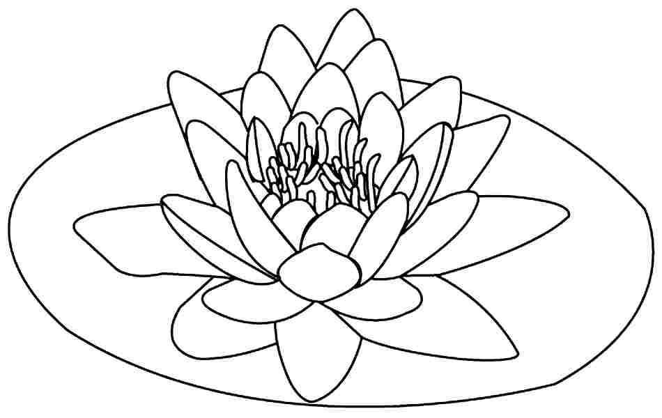 950x600 Lotus Flower Coloring Pages 9 Pics Of Lotus Flower Coloring Pages
