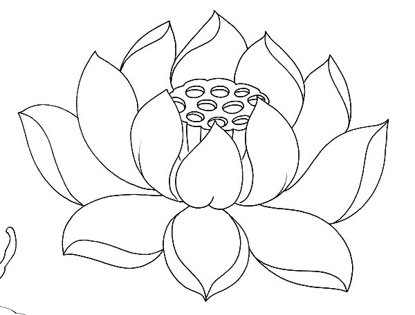 600x456 Bean Of India Lotus Flower Coloring Pages Batch Coloring