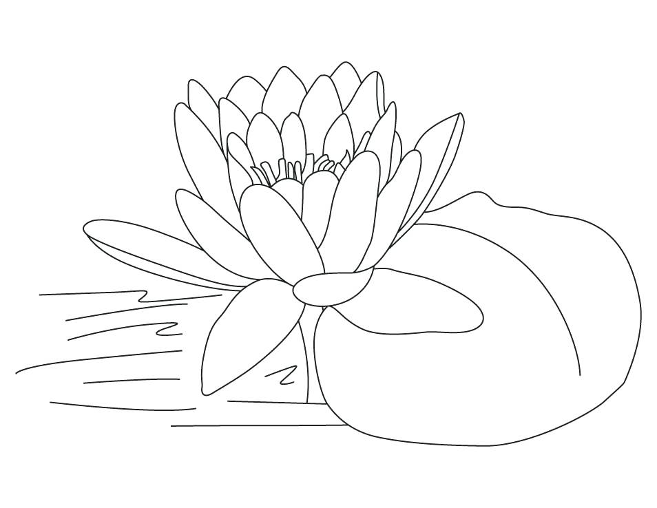 954x738 Printable Lotus Flower Coloring Pages 8