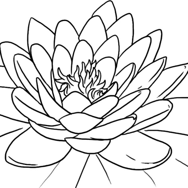 600x600 Blooming Lotus Flower Coloring Pages Batch Coloring