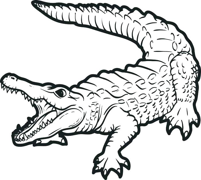 700x628 Louisiana Coloring Pages Flowers Coloring Page Louisiana Symbols