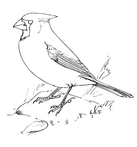 448x480 Cardinal Coloring Pages Click To See Printable Version Of Northern