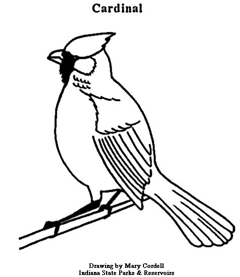 477x550 Dnr Coloring Pages