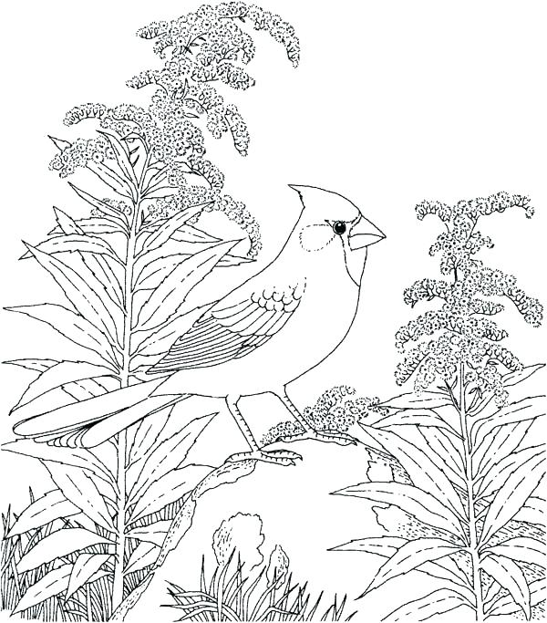 600x683 Cardinal Coloring Page Coloring Pages Free Barbie Printable