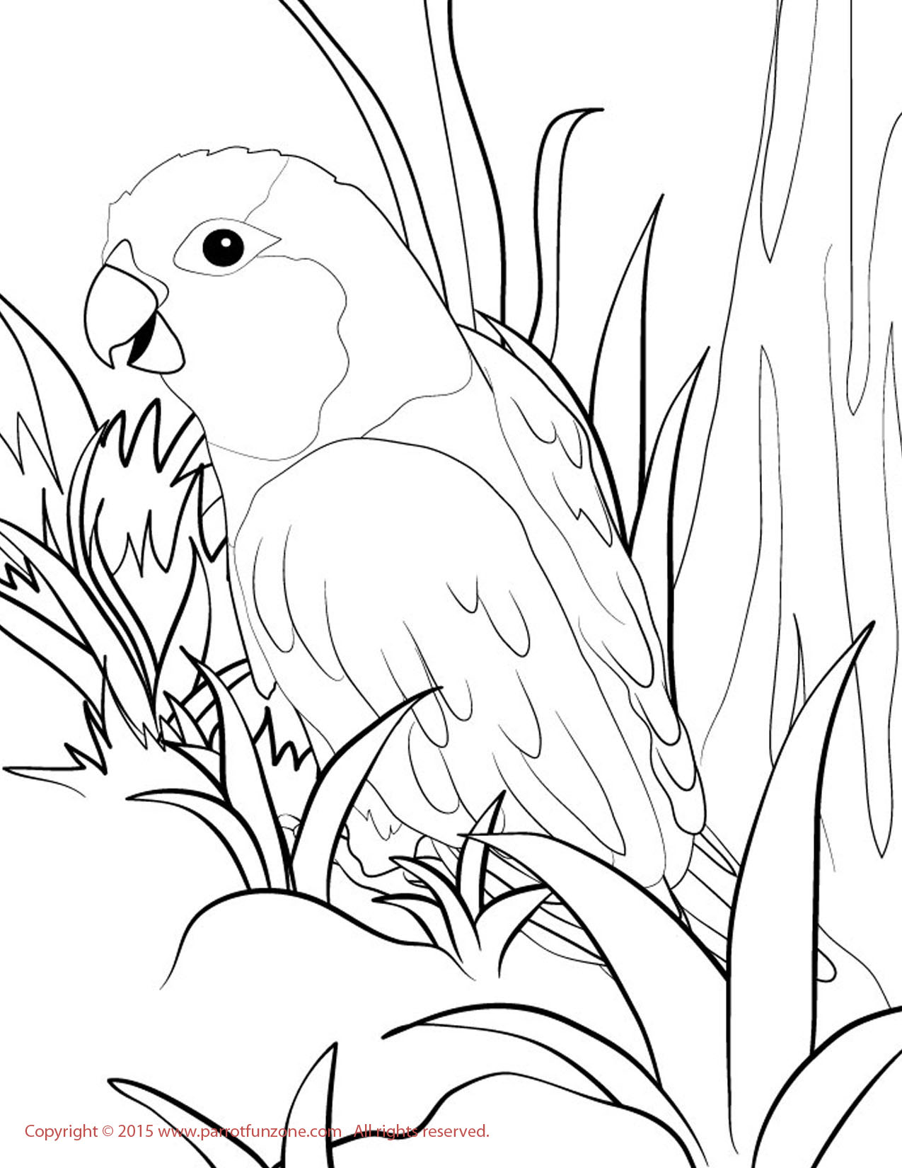 1275x1650 Parrotlet