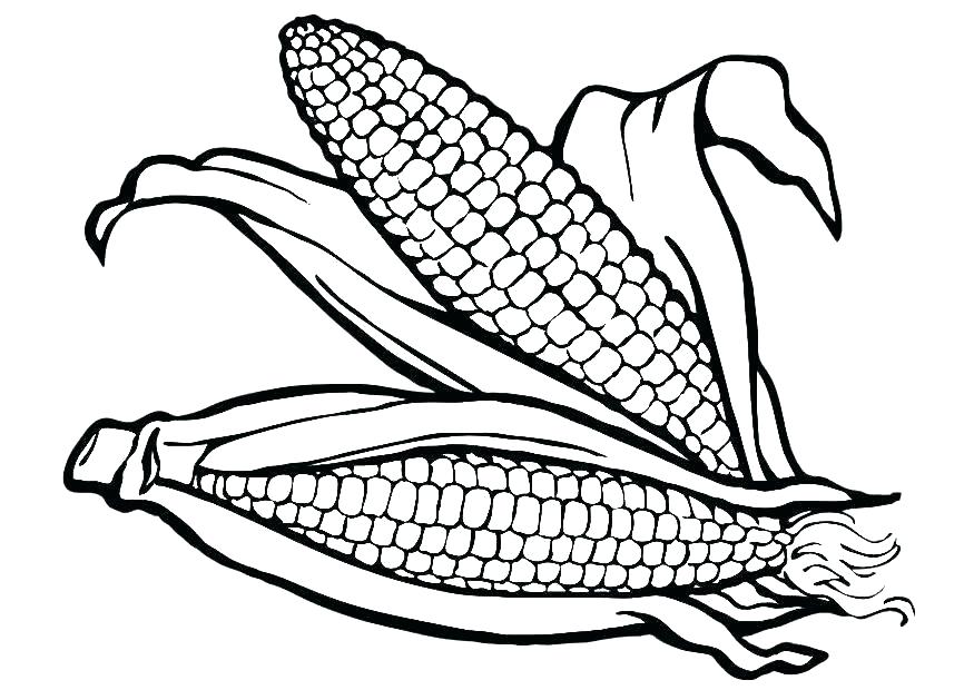 875x620 Corn Coloring Sheet