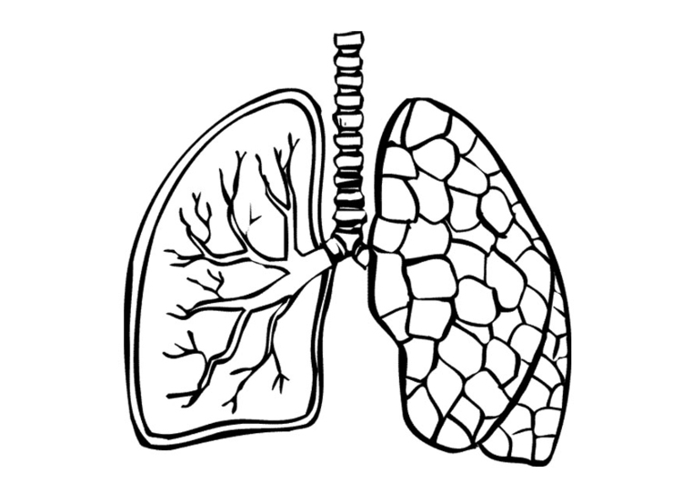 750x531 Coloring Page Lungs
